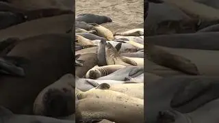 Elephant seals on the beach #california #sealions