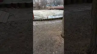 Оранжевые утки огари прилетели в Москву