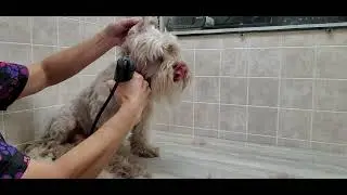 Unique look with goatee & Moustache! Havanese, #5 blade