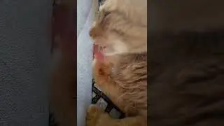 Мордочка 😘💓 Музыка Автора 