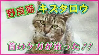 野良猫キズタロウ、キズが治ってもキズタロウ