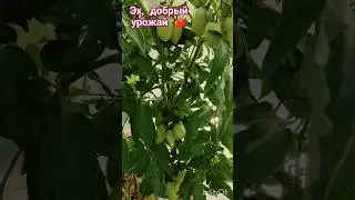 Эх, добрый урожай 🍅.. Красота 💓#помидоры #теплица #урожай