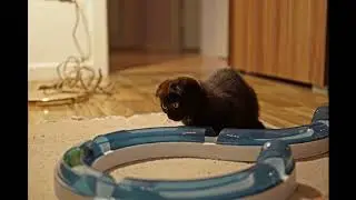 Максик