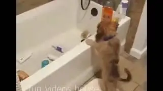 Маленький разбойник😈