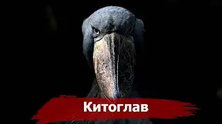THE MOST UNUSUAL BIRDS ON THE PLANET 
