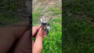 Caught some dragonflies✨ 
