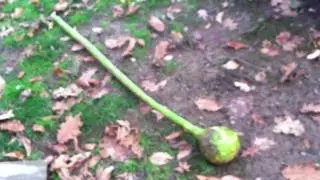 Gourds 6-Feet-Tall, Grown on Lawn Trees