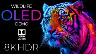 Wildlife OLED Demo HDR 8K Ultra HD Dolby Vision™ 60fps