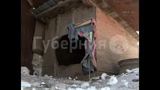 Тигрица задрала очередную собаку в поселке Хабаровского района. MestoproTV