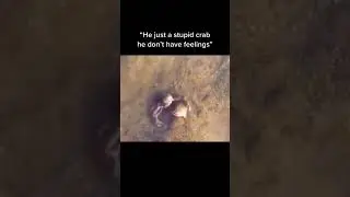 Emotional Small Animals #animalsvideo #crabs #emotionalvideo