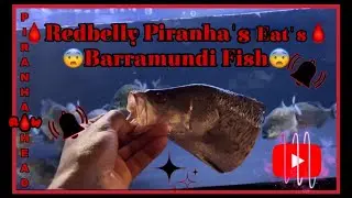 Redbelly Piranha's Eat's Barramundi Fish