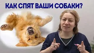 Поза собаки во время сна. Что это значит?