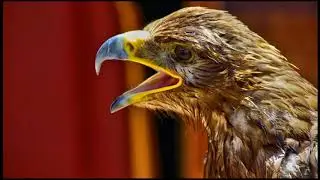 Breathtaking Colorful Birds  In The Planet