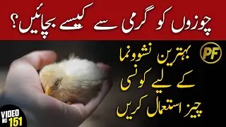 chicks summer care in Pakistan | poultry farming in Pakistan | chicks ko garmi sy kasy bachain ?