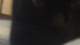 Throwing toilet paper at my cat: The Revival