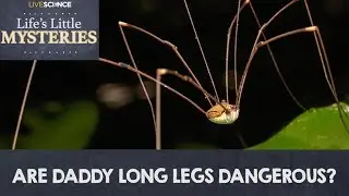 Are Daddy Long Legs Really the Most Venomous Spiders In the World?