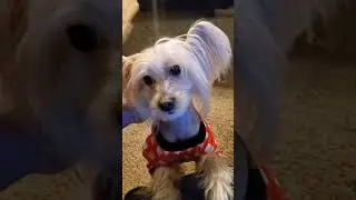 Kenji gets pets