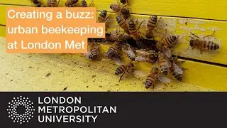 Creating a buzz: urban beekeeping at London Met