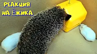 АГРЕСИВНАЯ РЕАКЦИЯ ЁЖИКА на ХОМЯКОВ. PROTECTIVE REACTION OF THE HAMSTER HEDGEHOG.