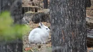 ОХОТА НА ЗАЙЦА БЕЛЯКА ОСЕНЬЮ ПО ЧЕРНОТРОПУ
