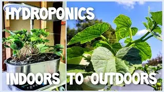 HYDRO TO HYDRO AEROGARDEN TRANFERS
