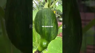 First Squash in 2024