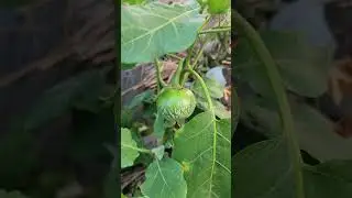 URBAN GARDENING!! PENYEGARAN MATA