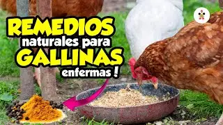 12 REMEDIOS naturales para GALLINAS ENFERMAS y como aplicarlas  🐔🍃🍂