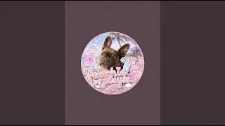 🏝️•Frenchie•🧁 is live playing adopt me + TALENT SHOW!! (no singing)