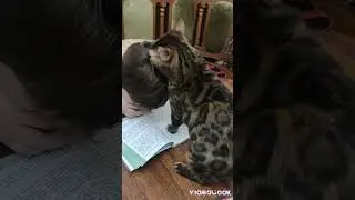 лУбоФФФ 🤪 ❤️       Я и Варя. Наша красотка бенгальская кошка Варя.