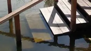 Как сделать прозрачную воду в пруду