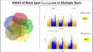 2025 SCRI Annual Project Meeting - Genome Wide Association Mapping
