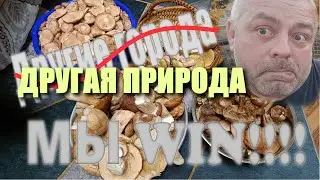 Другие... Грибы 2024