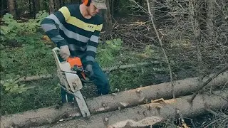 Валка деревьев на линии электропередач