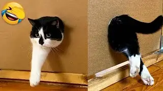 Funny cats and dogs video #19 🤣