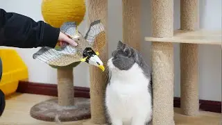 Why are cats obsessed with flying animals?🐱🤣| SD猫の夢島💗