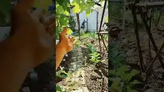 жена полицию вызывает на меня 