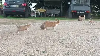 Games Puppys
