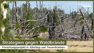 Strategien gegen Waldbrände | Forschungsprojekt in Jüterbog und Treuenbrietzen