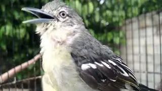 buktikan saja sendiri suara sirtu hutan