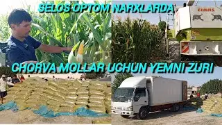 OPTOM SELOS NARXLARI CHORVA MOLLAR UCHUN SAMARQAND V ISHTIXON TUMANI METAN SHAHRIDA