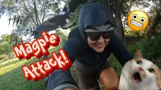 AUSSIE MAGPIE SWOOPING!