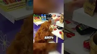 Она не могла ходить, пока ее собака не сделала это 🥺 