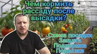 Высадка томата. Подкормка, защита, подвязка