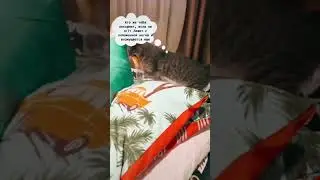 Кошка принесла мне поесть.