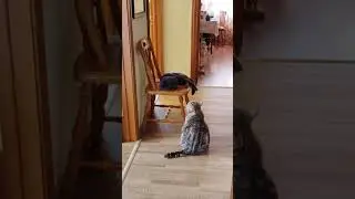 коты и стул