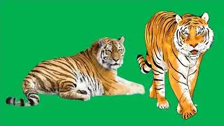 Green Screen Effect - Animals - Tiger - FiazKhadmi