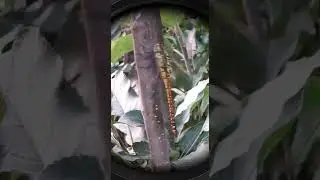 Живой "вертолёт" у меня во дворе))