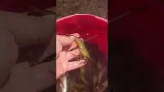 Выходные на мысе Весëлый, о. Сахалин...