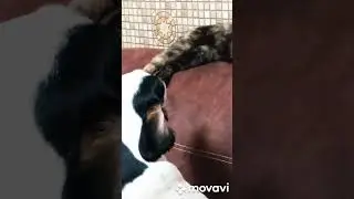 с кошкой всё хорошо😇 😅😅😊😊😊😘😘😘😘😘